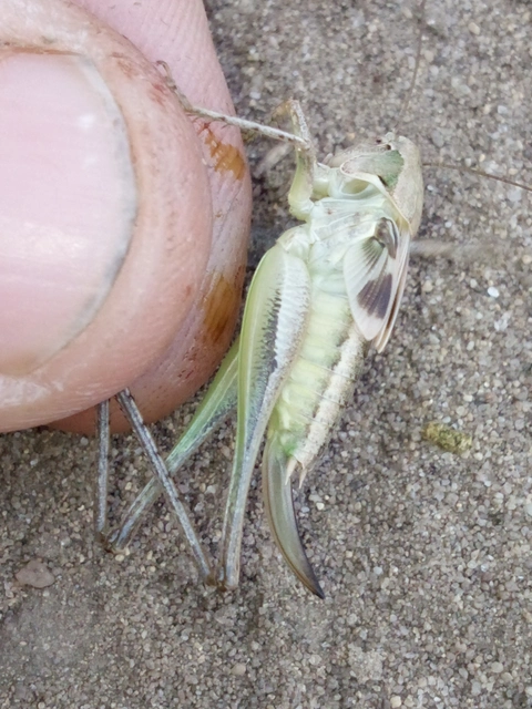 Platycleis