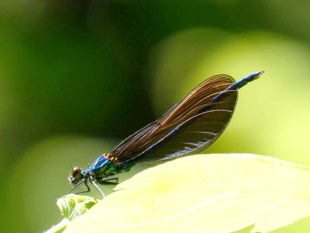 Calopteryx virgo - kisasszony-szitakötő