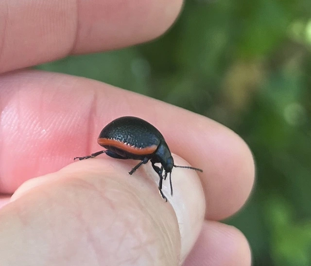 Chrysolina rossia - trapézhátú szegélyeslevelész