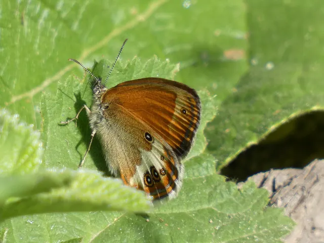 Coenonympha arcania - fehéröves szénalepke
