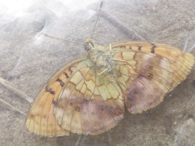 Brenthis daphne - málna-gyöngyházlepke