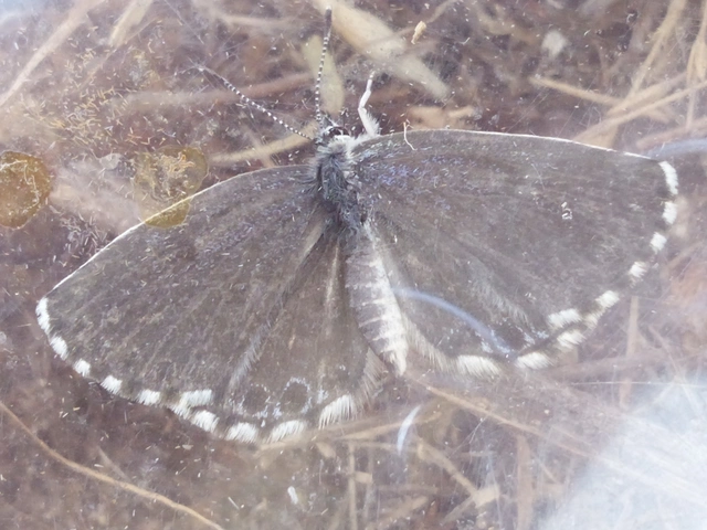 Scolitantides orion - szemes boglárka