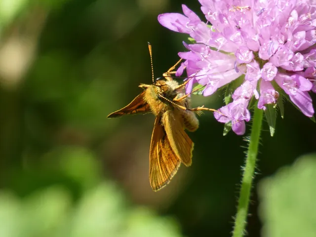 Ochlodes sylvanus - erdei busalepke