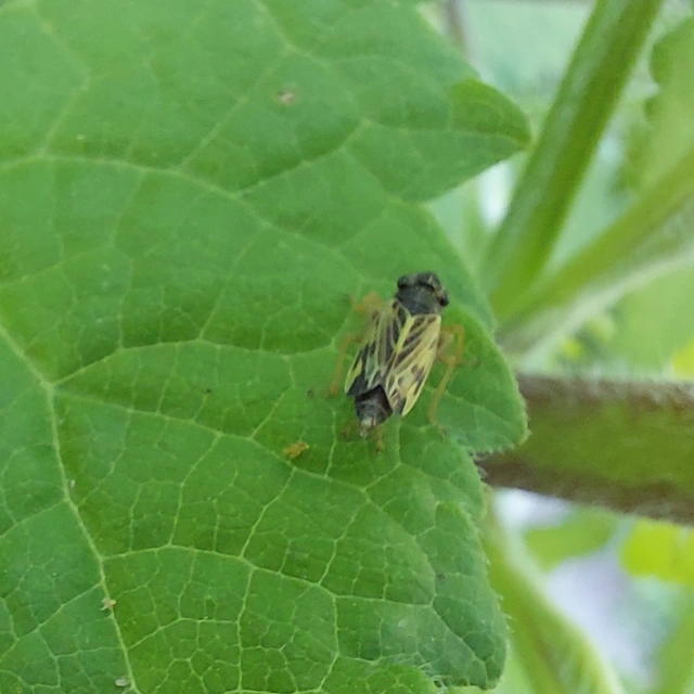 Evacanthus acuminatus