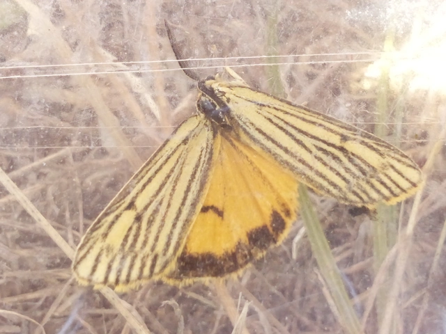 Spiris striata - csíkos molyszövő