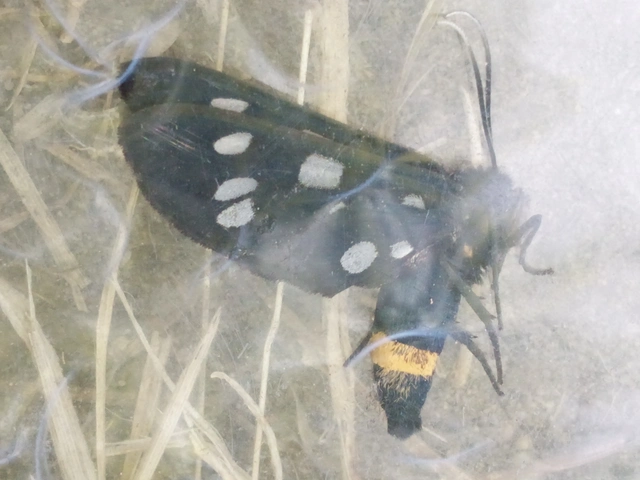 Amata phegea - fehérpettyes álcsüngőlepke