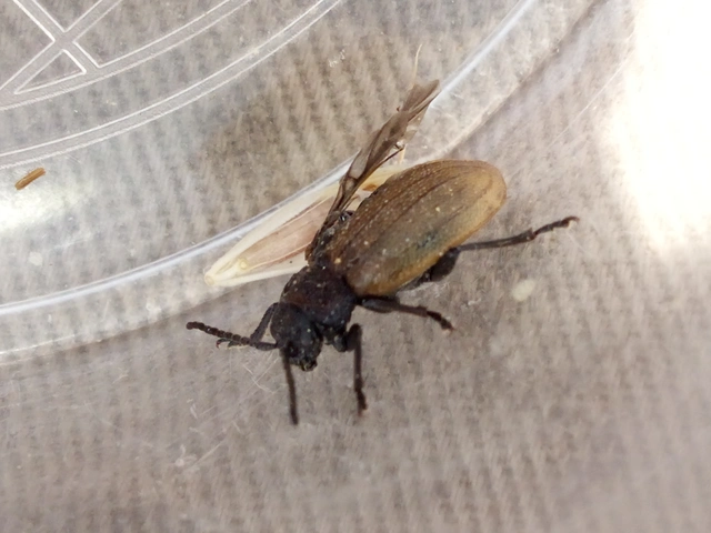 Galeruca pomonae - barna olajosbogár