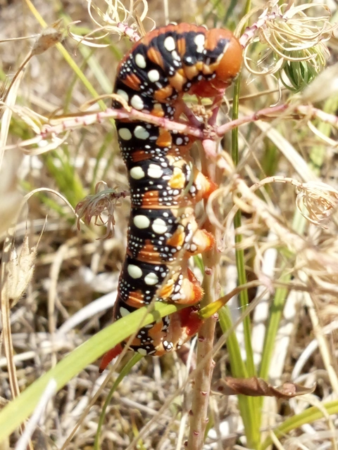Hyles euphorbiae - kutyatejszender