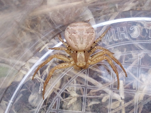 Xysticus