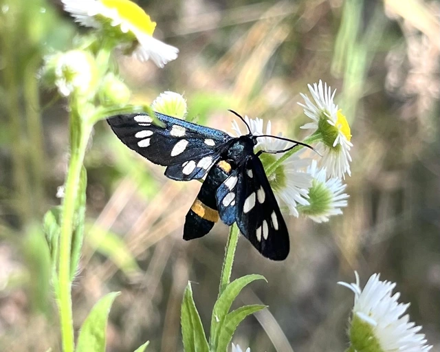 Amata phegea - fehérpettyes álcsüngőlepke