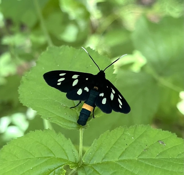 Amata phegea - fehérpettyes álcsüngőlepke