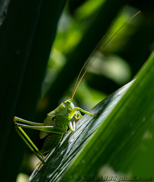 Tettigonia viridissima - zöld lombszöcske