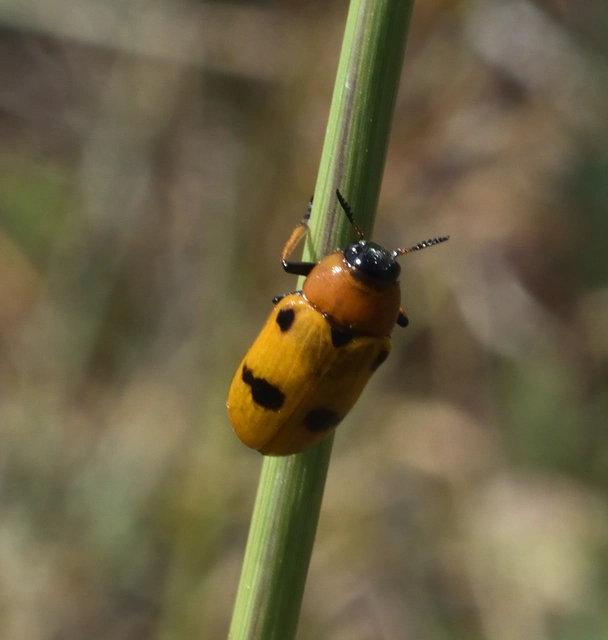 Tituboea macropus - dárdahere-zsákhordóbogár