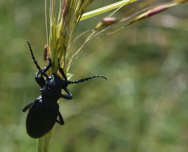 Dorcadion aethiops - fekete gyalogcincér