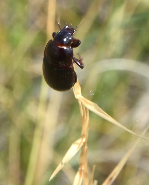 Zabrus tenebrioides - gabonafutó
