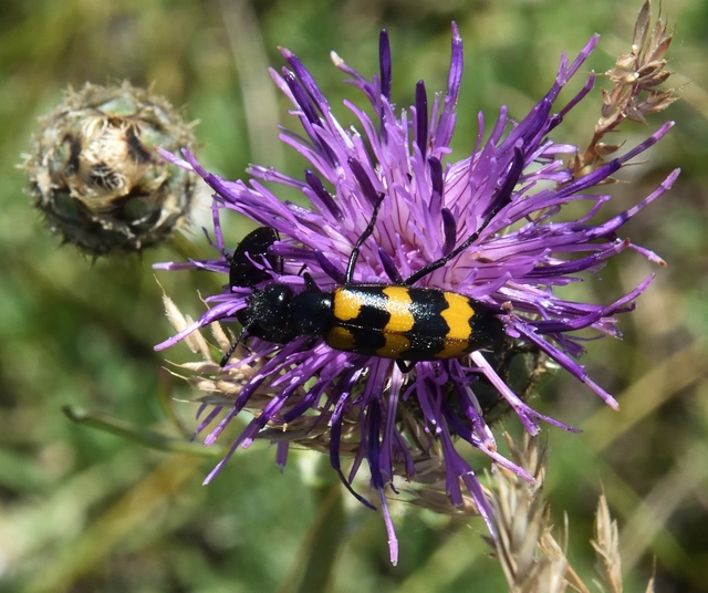 Mylabris variabilis - szalagos hólyaghúzó Mylabris variabilis - szalagos hólyaghúzó