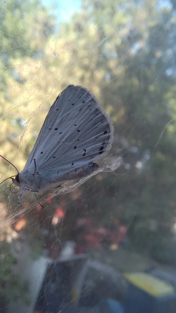 Celastrina argiolus - bengeboglárka