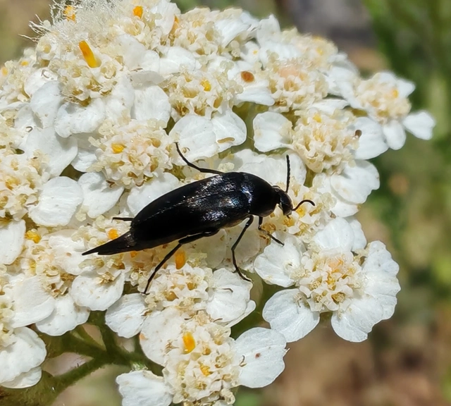 Mordellidae - marókafélék