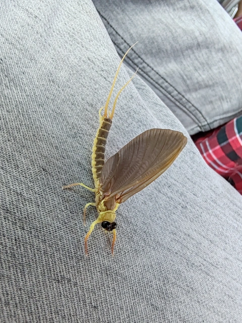 Palingenia longicauda - tiszavirág