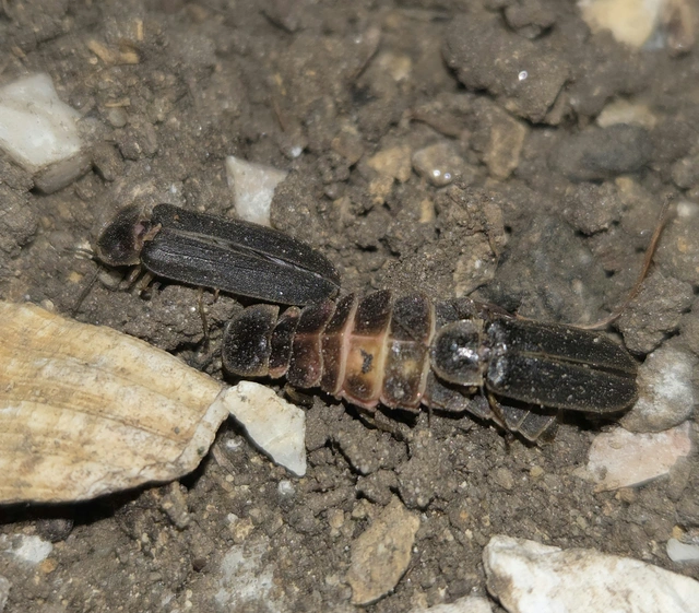 Lampyris noctiluca - nagy szentjánosbogár