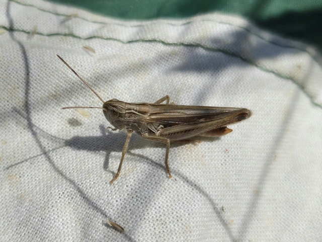 Stenobothrus lineatus - jajgató rétisáska