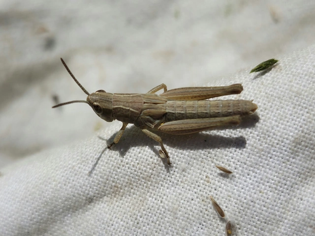 Pseudochorthippus parallelus - közönséges rétisáska