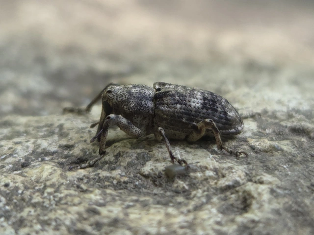 Gasterocercus depressirostris - laposorrú ormányos