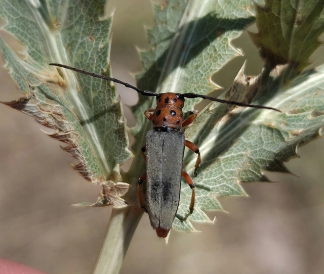 Phytoecia argus - árgusszemű cincér
