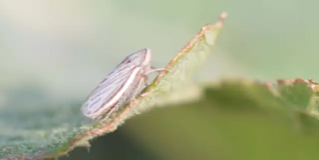 Artianus Artianus
