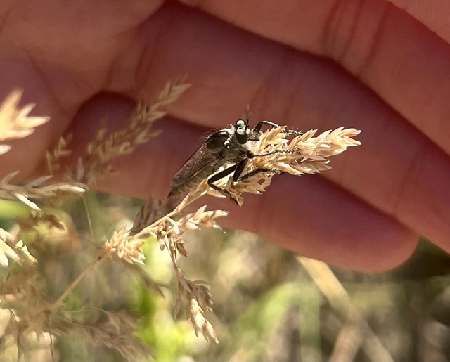 Asilidae - rablólégyfélék