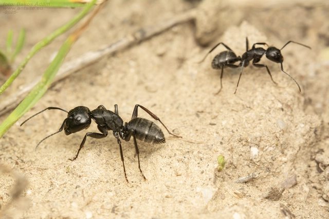 Camponotus vagus - fekete lóhangya
