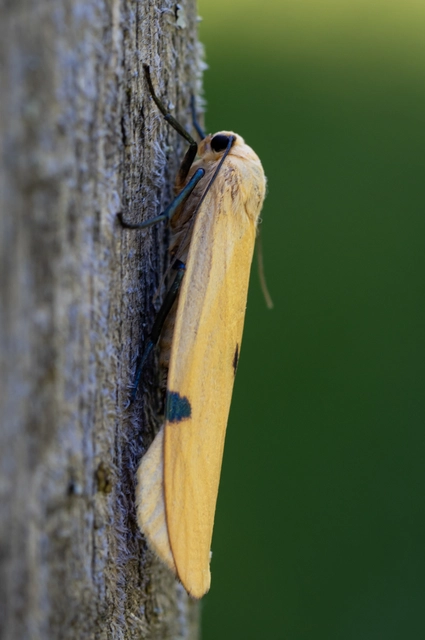 Lithosia quadra - négypettyes zuzmószövő