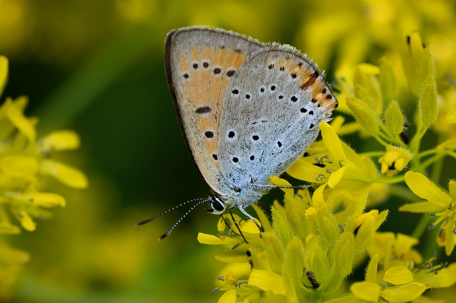 Lycaena dispar rutilus - nagy tűzlepke