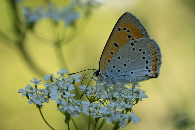 Lycaena dispar rutilus - nagy tűzlepke