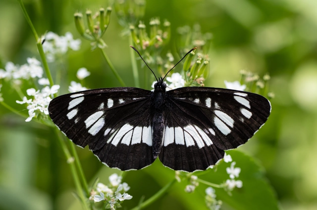 Neptis rivularis - nagy fehérsávoslepke
