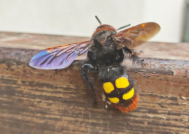 Megascolia maculata - óriás-tőrösdarázs