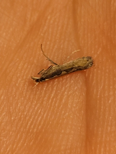 Plutella xylostella - káposztamoly
