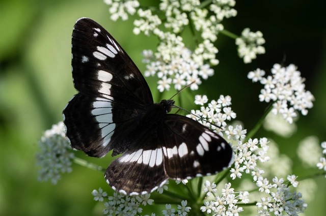 Limenitis camilla - kis lonclepke