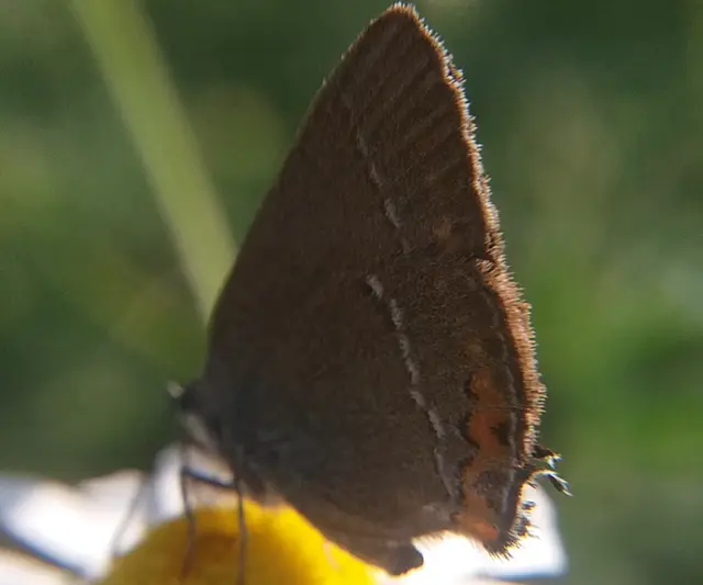 Satyrium acaciae - akác-csücsköslepke