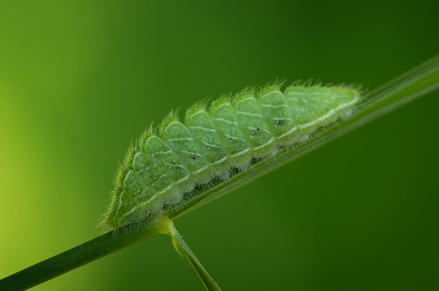 Thecla betulae - nyírfalepke