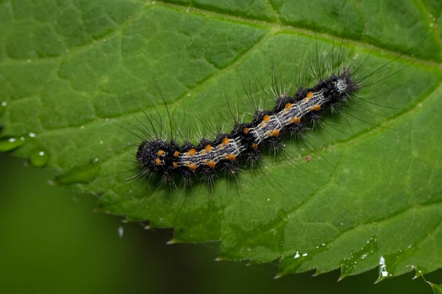 Lithosia quadra - négypettyes zuzmószövő
