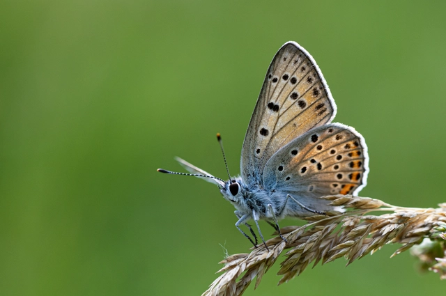 Lycaena alciphron - ibolyás tűzlepke
