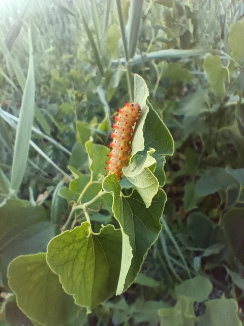 Zerynthia polyxena - farkasalmalepke