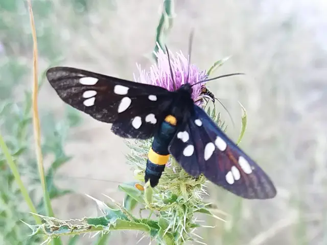 Amata phegea - fehérpettyes álcsüngőlepke