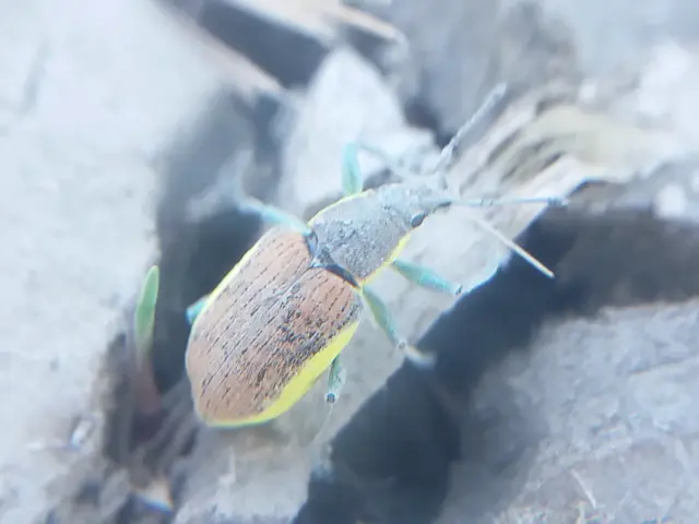 Chlorophanus flavescens - nagy zöldormányos