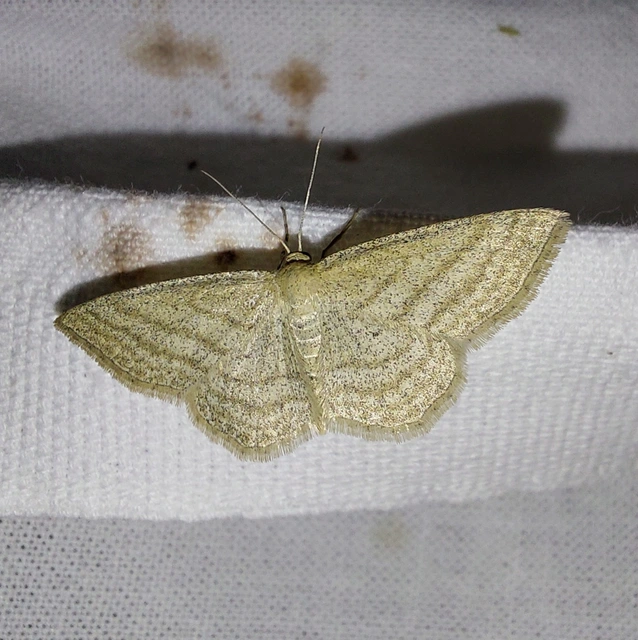 Scopula virgulata - vesszős sávosaraszoló