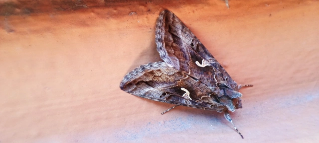 Autographa gamma - gammalepke