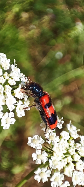 Trichodes apiarius - szalagos méhészbogár