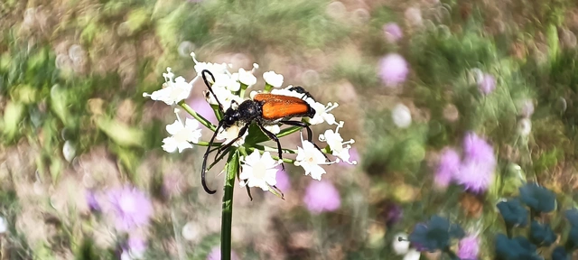 Stictoleptura fulva - vörhenyes virágcincér