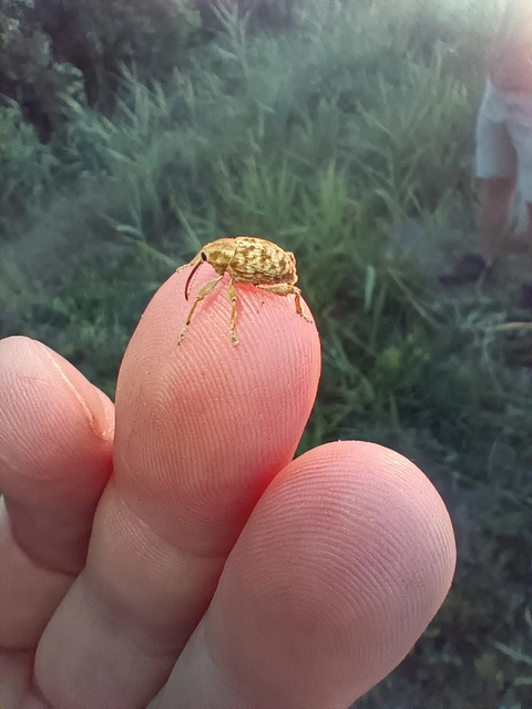 Curculio
